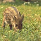 Wildschwein Frischling