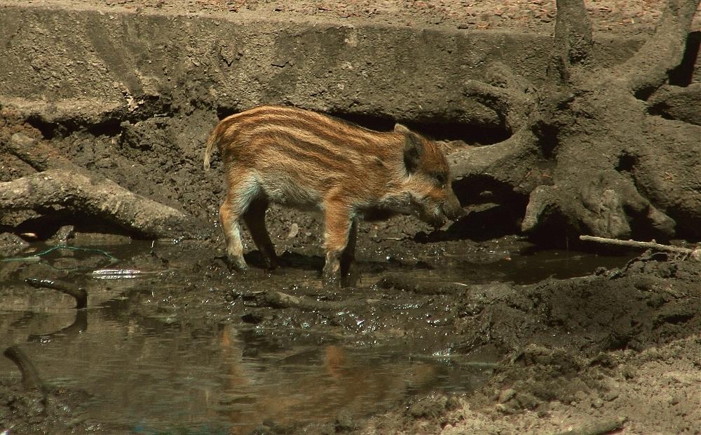 Wildschwein - Frischling! Sauwohl fühlen und im Schlamm wälzen.