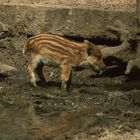 Wildschwein - Frischling! Sauwohl fühlen und im Schlamm wälzen.