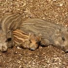 Wildschwein - Frischlinge