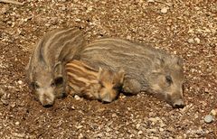 Wildschwein - Frischlinge