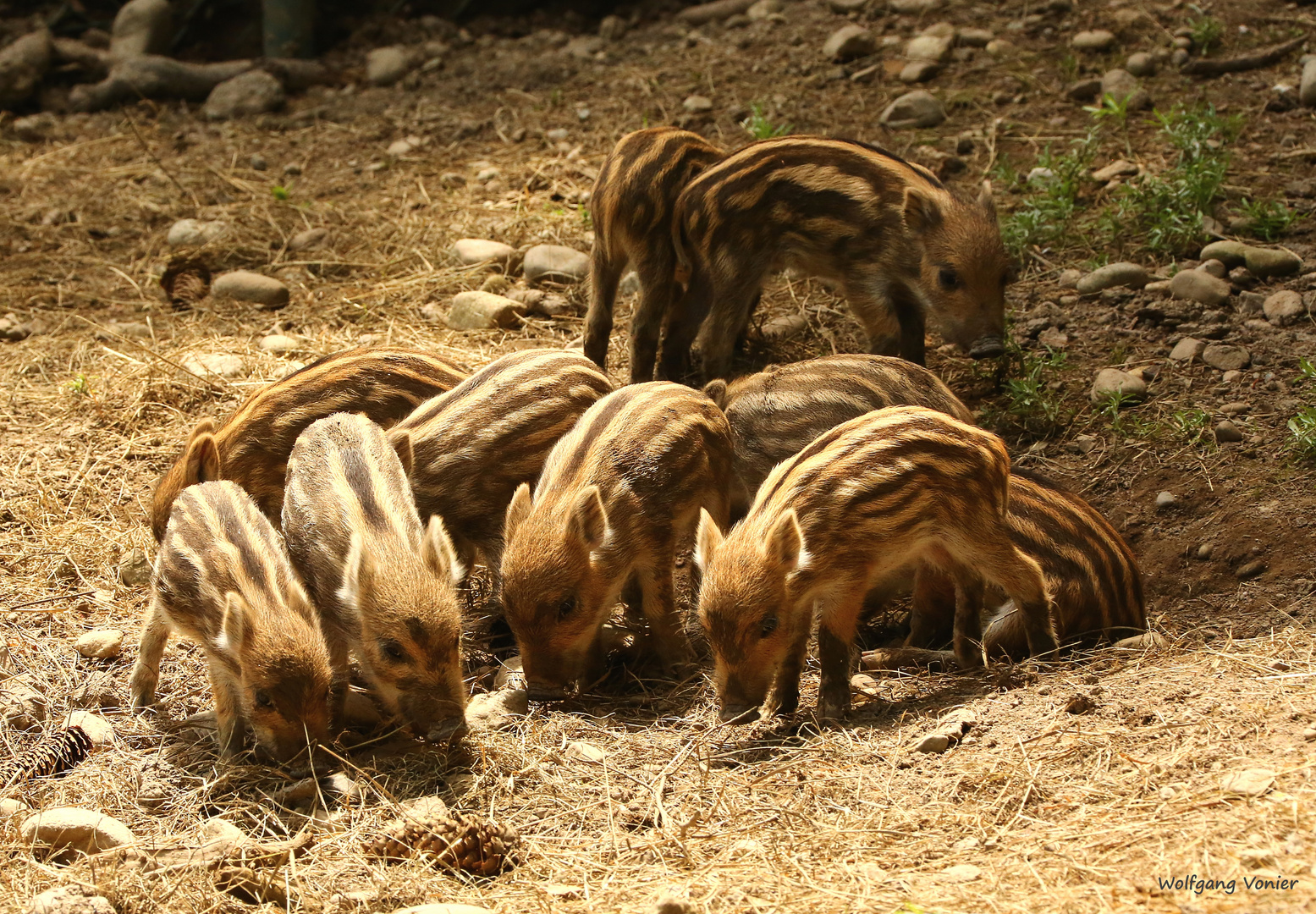 Wildschwein-Frischlinge......