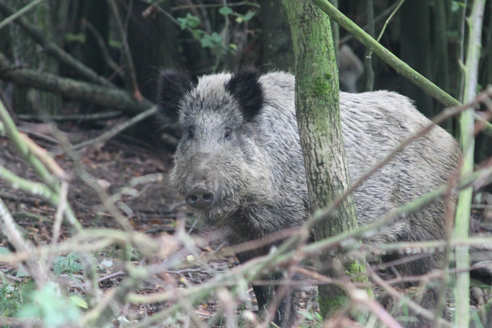 Wildschwein ganz nah