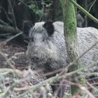 Wildschwein ganz nah