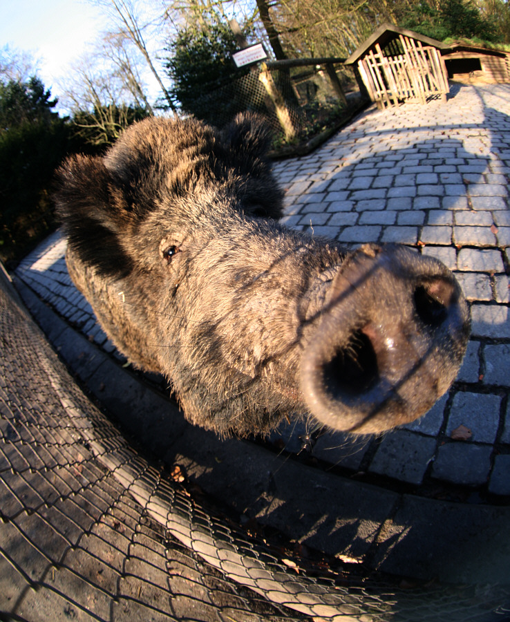 Wildschwein gefischt