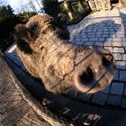 Wildschwein gefischt