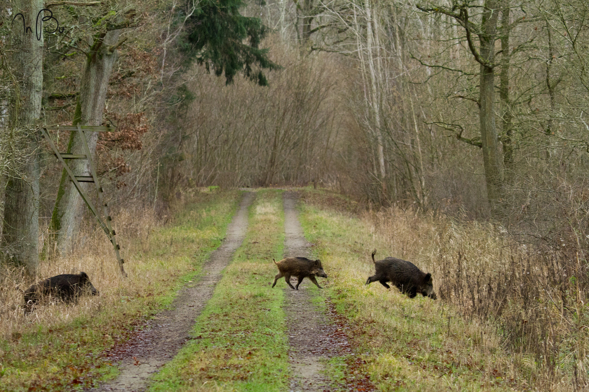 ...."Wildschwein" gehabt....