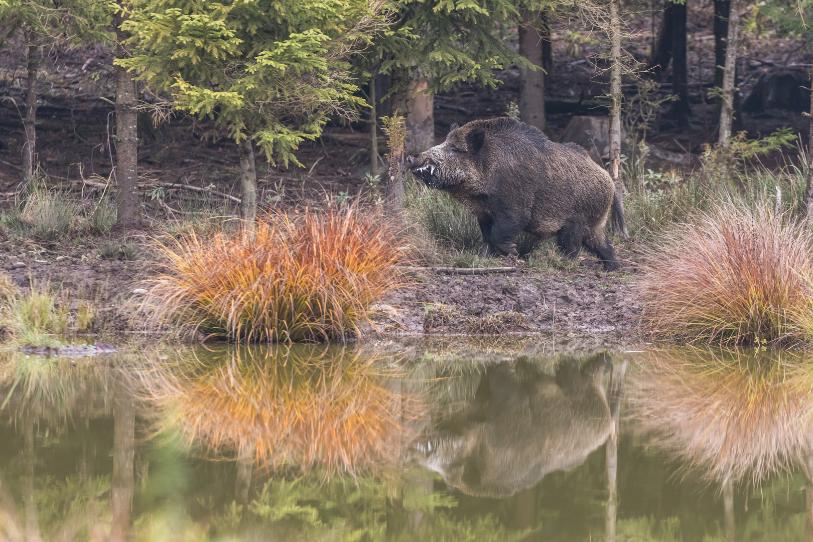 Wildschwein, gewaltiger Eber in der Rauschzeit