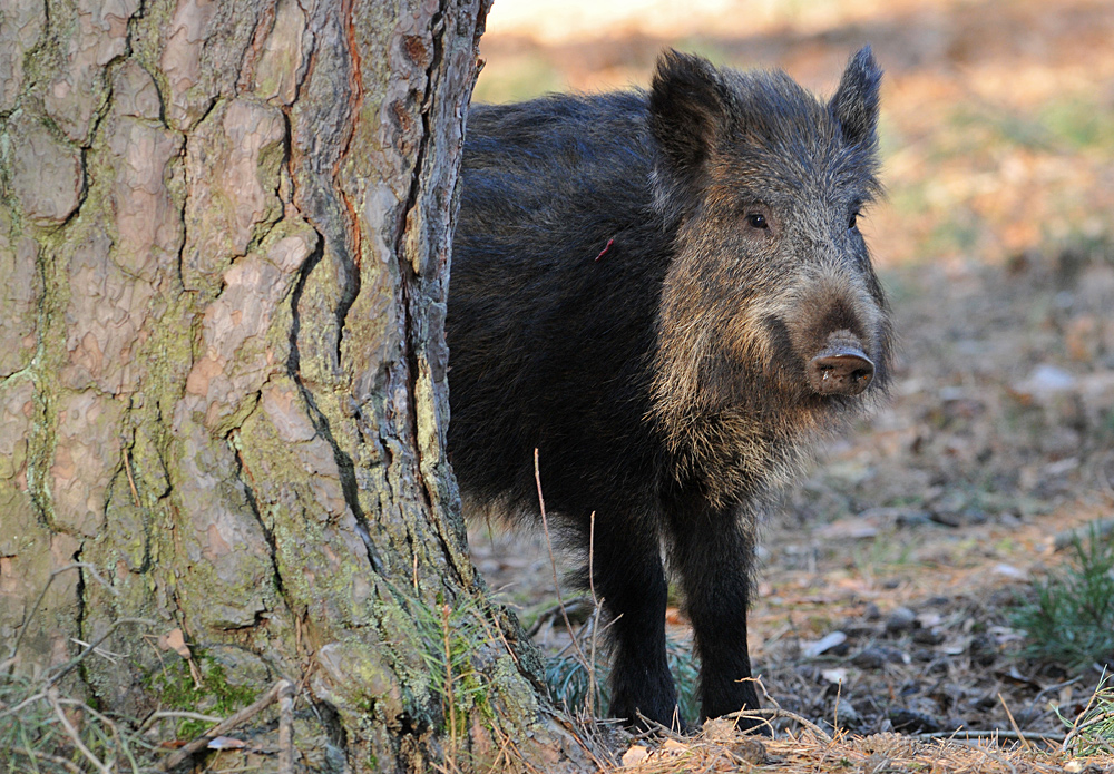 Wildschwein – Hälfte