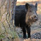 Wildschwein – Hälfte