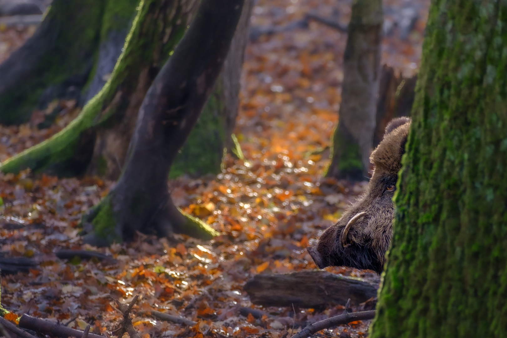 Wildschwein halb versteckt