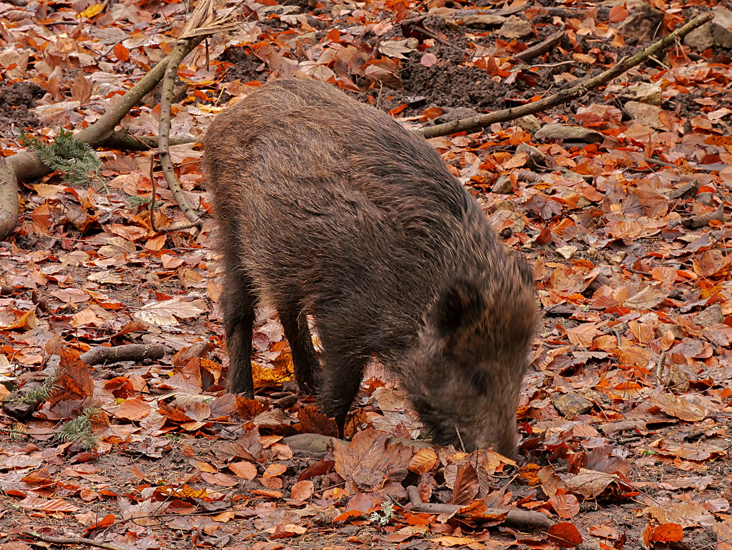 Wildschwein hat Hunger