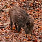 Wildschwein hat Hunger