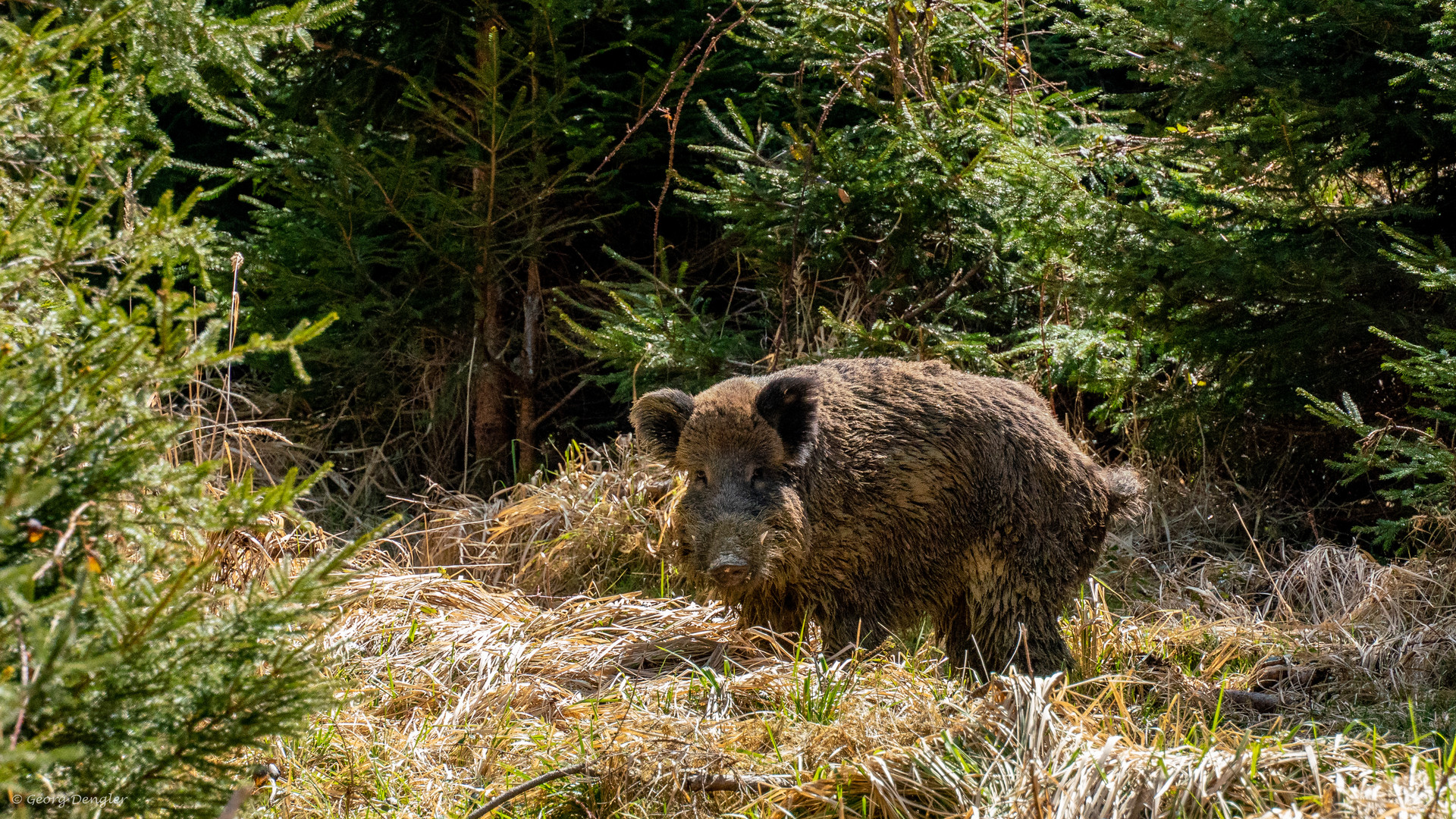 Wildschwein im...