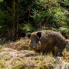 Wildschwein im...