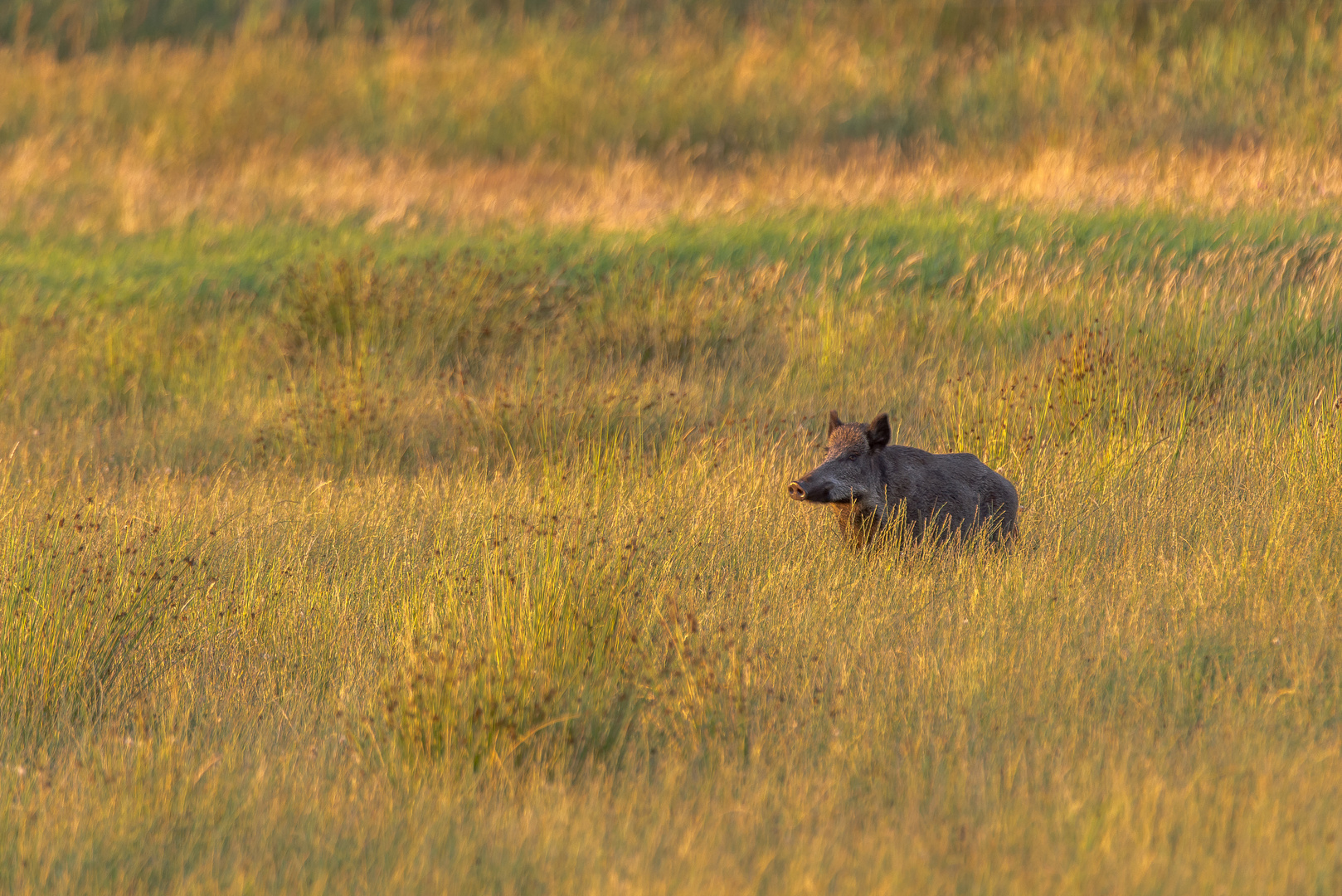 Wildschwein im Abendlicht