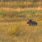 Wildschwein im Abendlicht