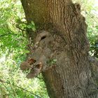 Wildschwein im Baum gefangen