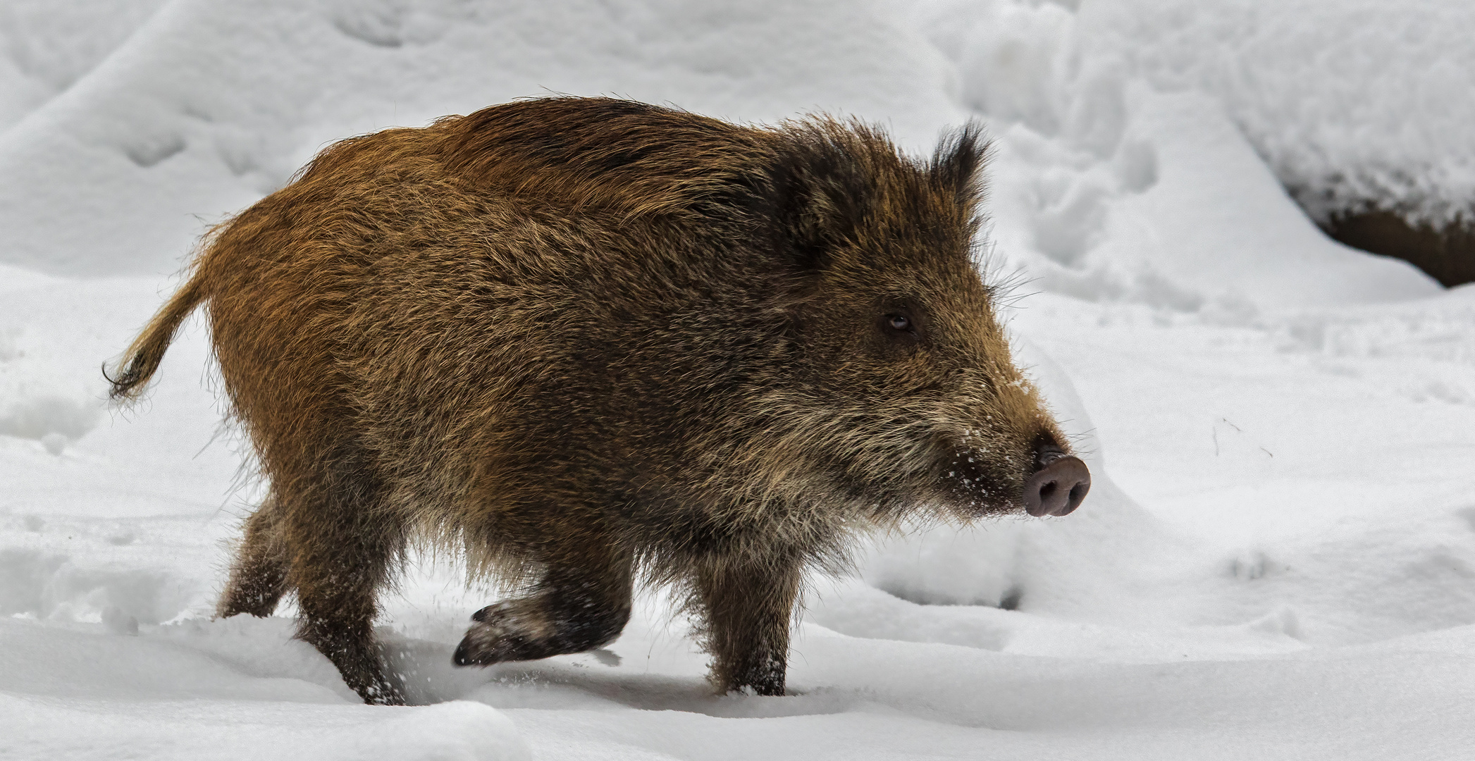 Wildschwein im Bilsteintal