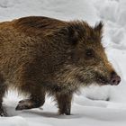 Wildschwein im Bilsteintal