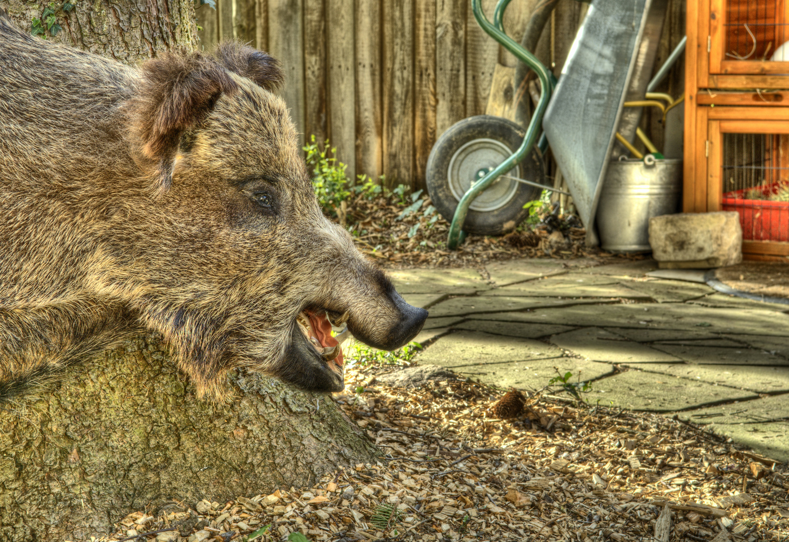 Wildschwein im Garten Foto & Bild bearbeitungs