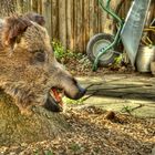 Wildschwein im Garten