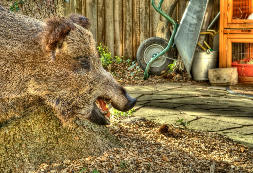 Wildschwein im Garten