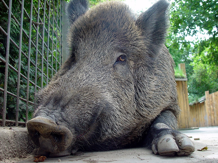 Wildschwein im Gegenlicht