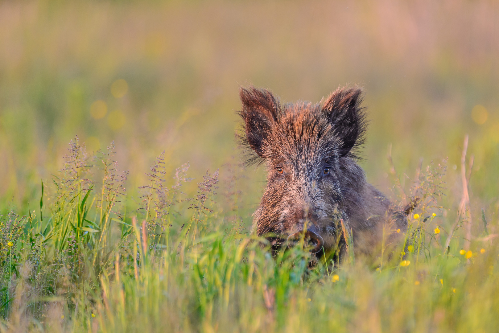 Wildschwein im Gras