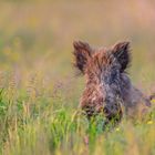 Wildschwein im Gras