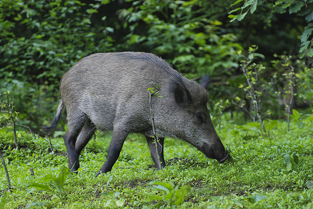 Wildschwein im Grünen