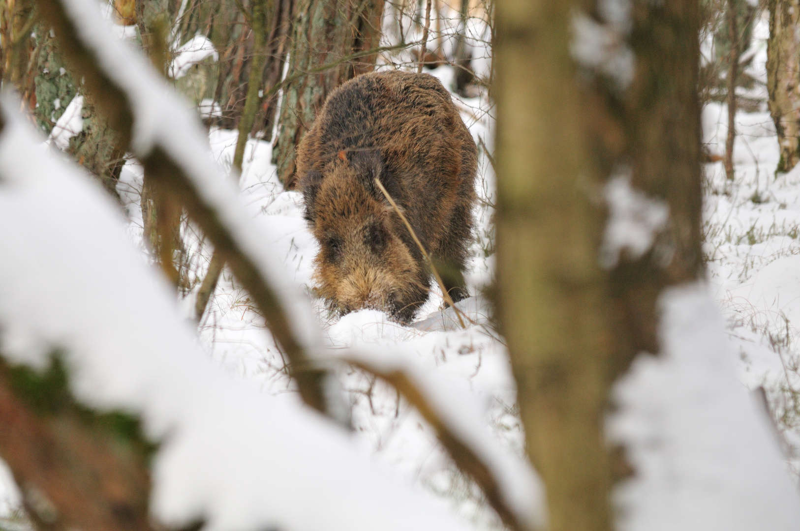 Wildschwein im heimischen Wald