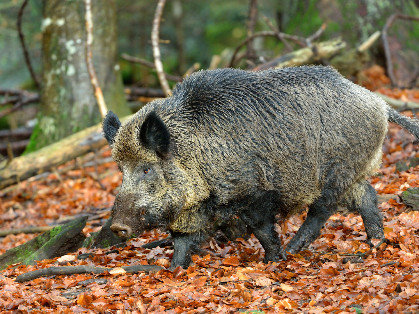 Wildschwein im Herbst