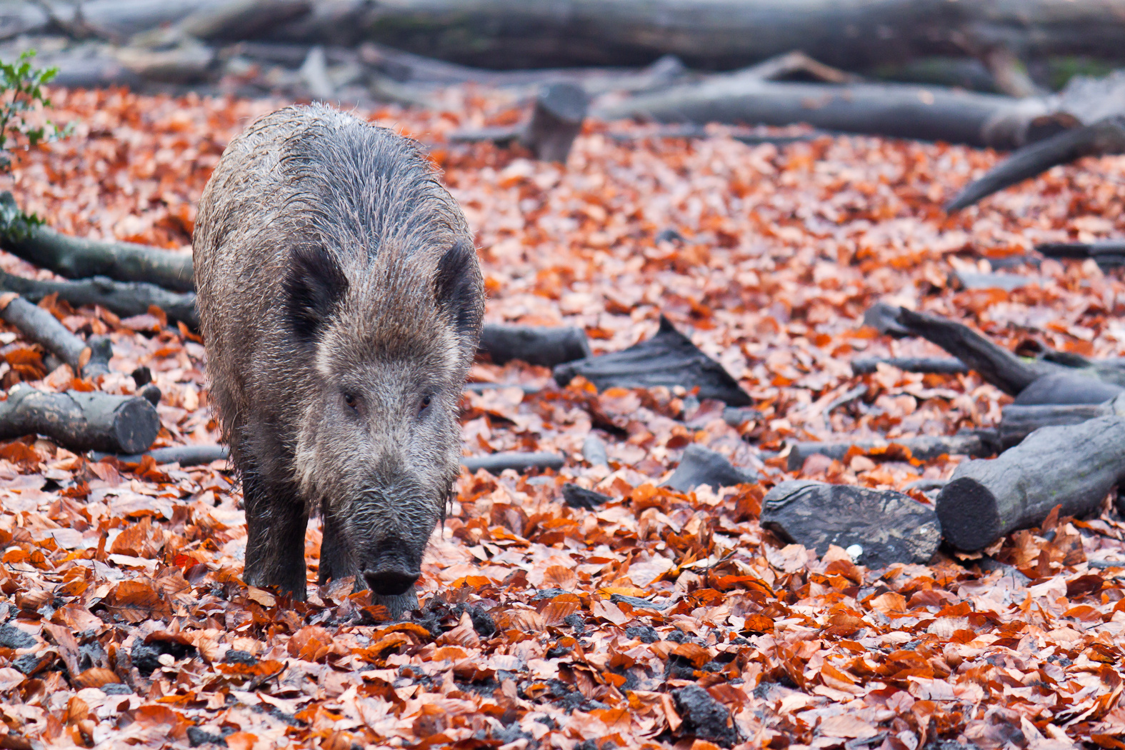 Wildschwein im Herbst (Gehege)