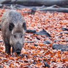 Wildschwein im Herbst (Gehege)