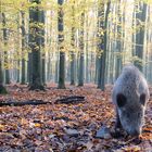 Wildschwein im Herbstlaub
