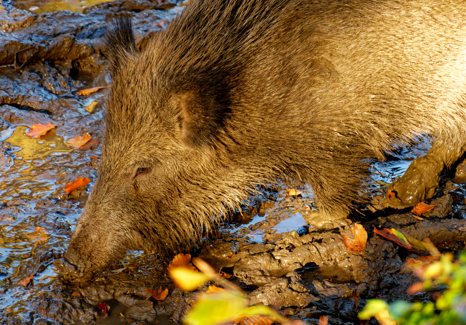 Wildschwein im Herbstlicht