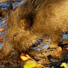 Wildschwein im Herbstlicht