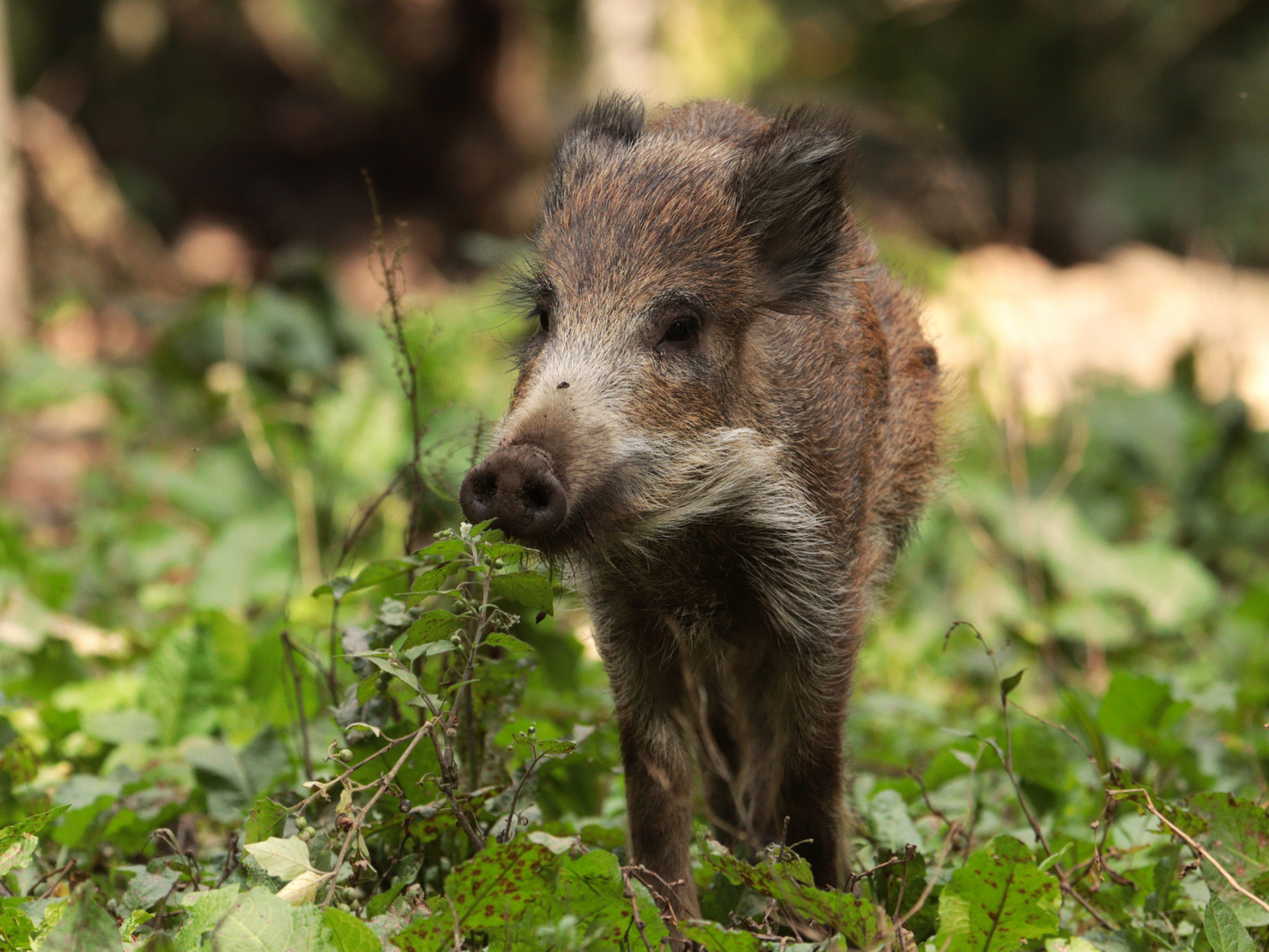 Wildschwein im Jugendalter