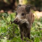 Wildschwein im Jugendalter