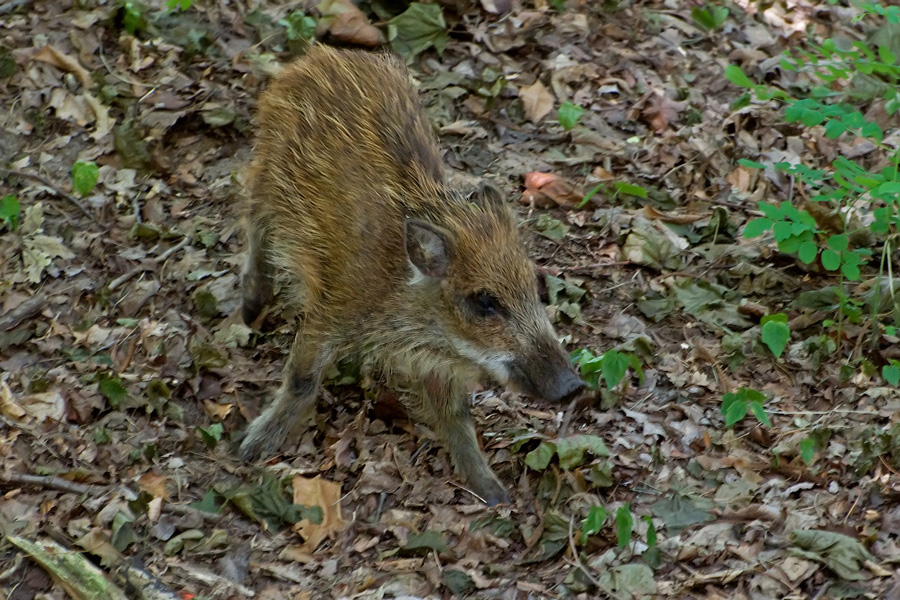 Wildschwein im Jugendfell