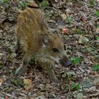 Wildschwein im Jugendfell