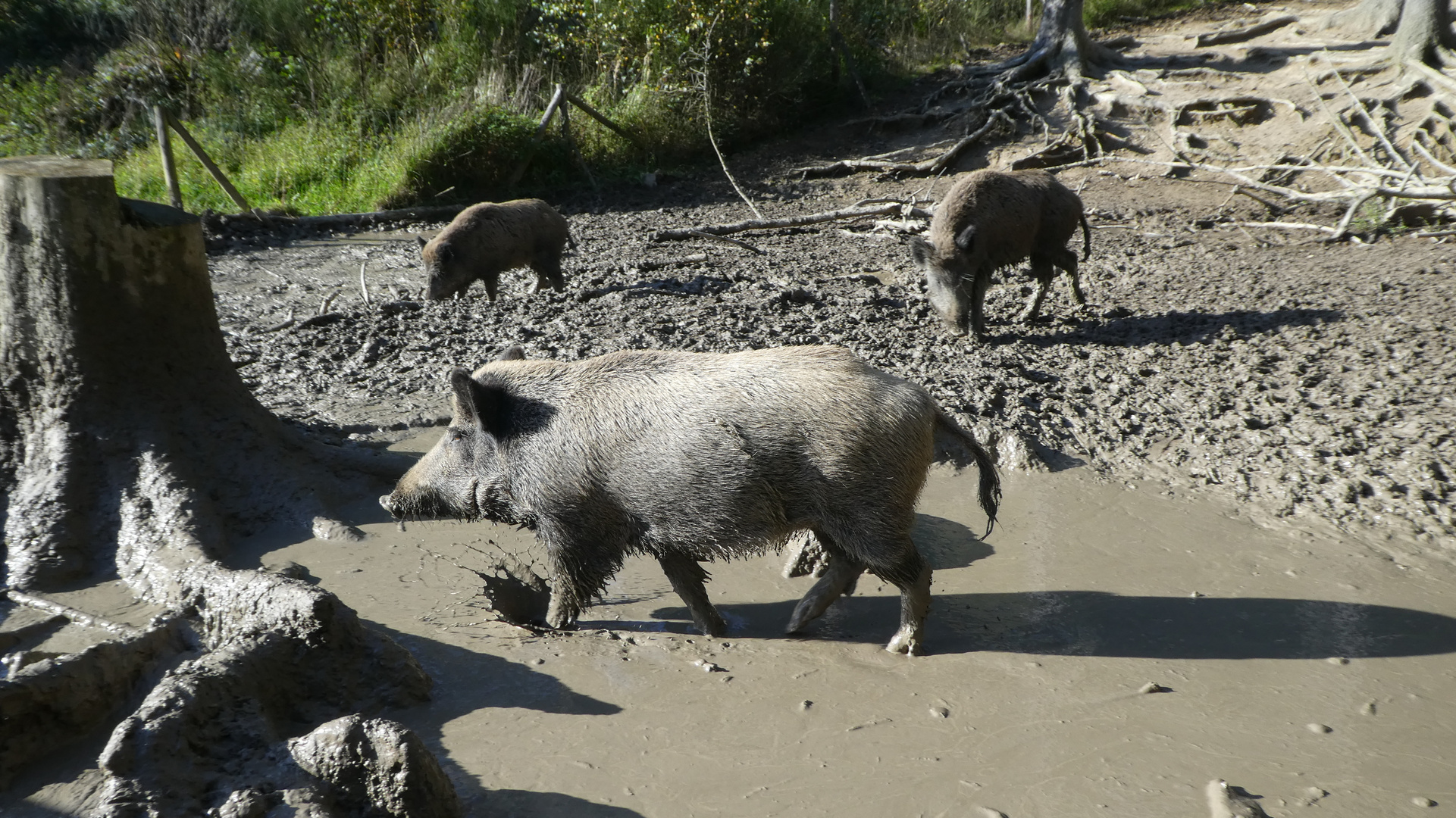 Wildschwein im Matsch