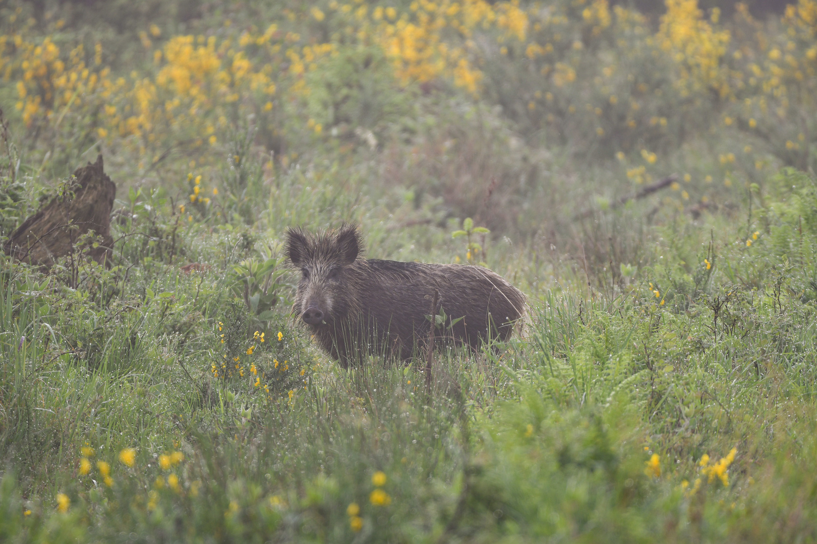 Wildschwein im morgendlichen Nebel