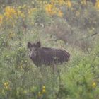 Wildschwein im morgendlichen Nebel