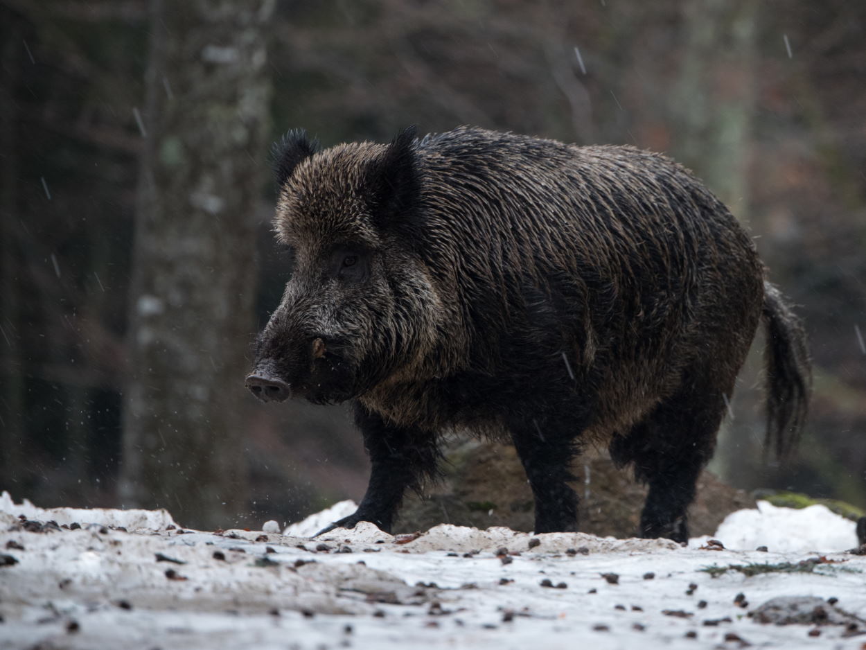 Wildschwein im Regen