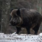 Wildschwein im Regen