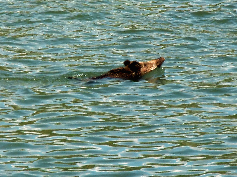 Wildschwein im Rhein