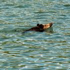 Wildschwein im Rhein