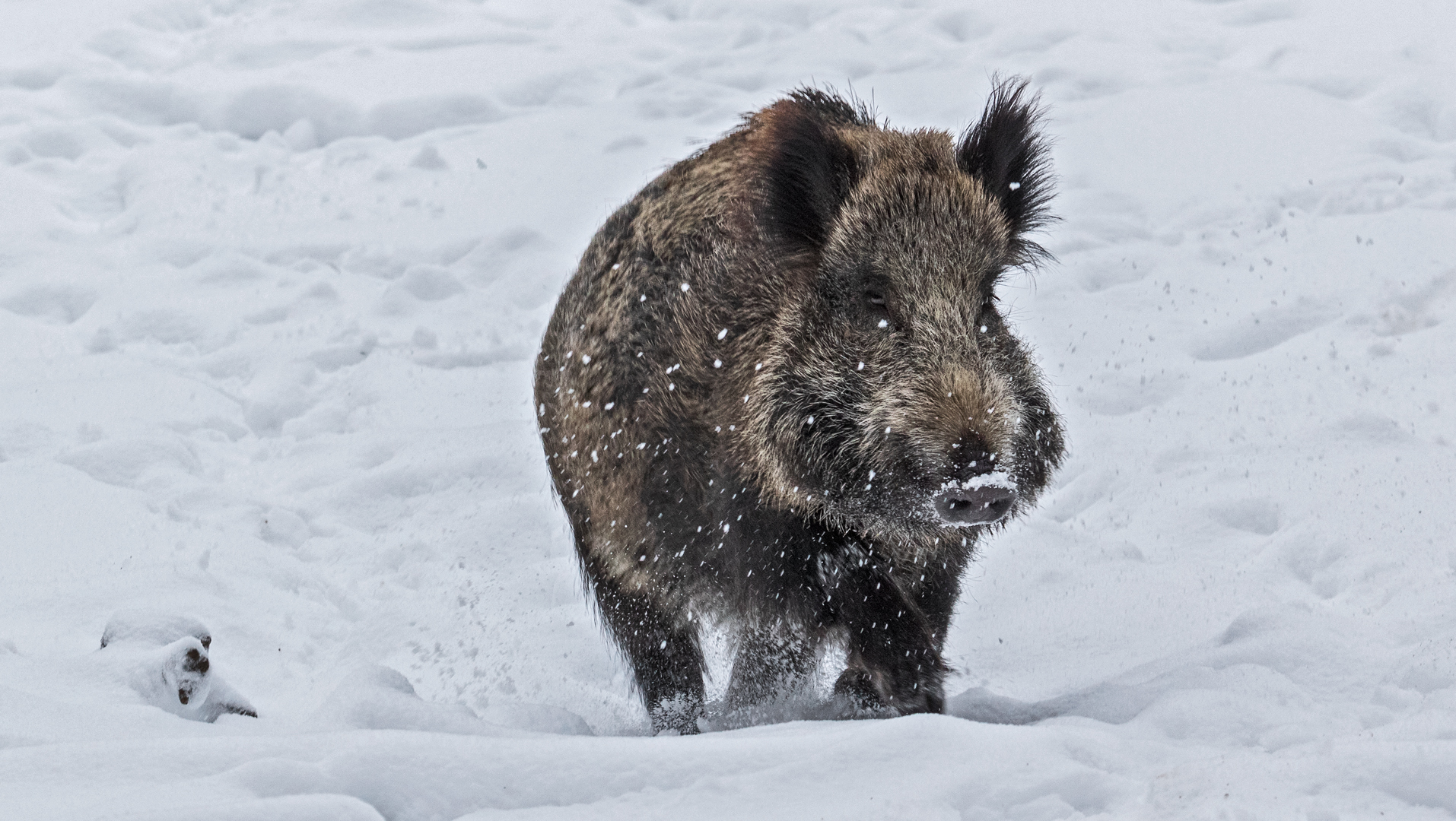 Wildschwein im Schnee 001